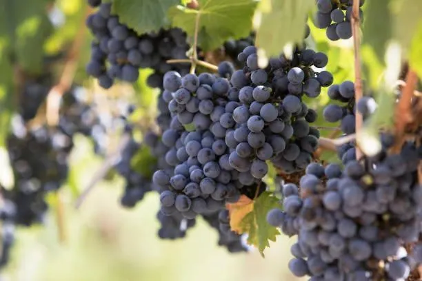 Apartamento Deluxe Senderos Del Vino I, Con Cochera Incluida, Desayuno Opcional Mendoza